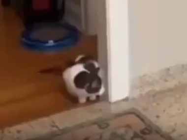 【ネコ】 お姉さんがドアの陰に隠れていた。猫を驚かしてやろう♪ → 猫の方が一枚上手です…