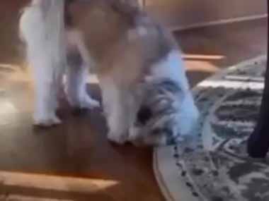 うちの犬がオヤツを食べていた。残りは取っておこう♪ → 犬はこうします…