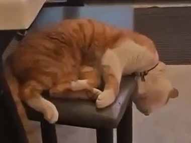 可愛い子が店の椅子で寝ていた。ちょっと首がつらそうだ → 優しい店員さんはこうした…