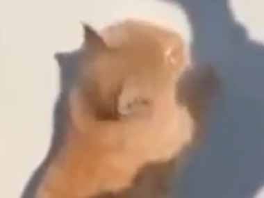 【これは虐待か？】 ネコが壁際で遊んでいた。ベシベシ！ → 猫、叩かれます…