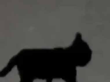 １匹のネコが夜道を歩いていた。・・・え？ → 猫好きは騙された…