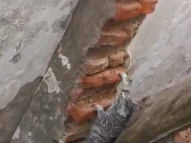 ネコが壊れたレンガの塀をよじ登っていた。うんしょ！ → 頑張った先にはご褒美です…