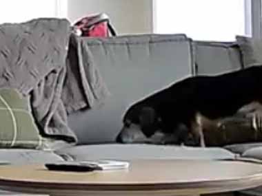 犬がソファの上を歩いてきた。そこでお昼寝するようだ → 犬、計画通りです…