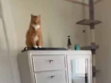 うちの猫がタンスの上にいた。私がベッドの上でオモチャを動かしてみる → 狙う猫はこうなった…