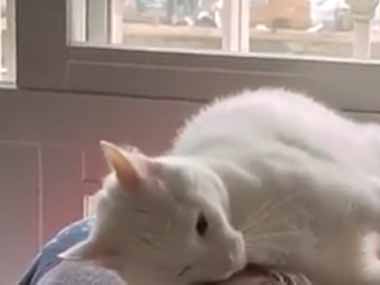 ネコはじーちゃんのことが大好きだった。ソファでくつろぐ → 猫はずっとこうなります…