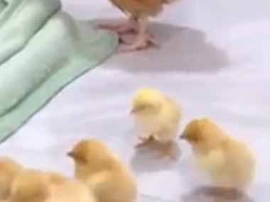 ママ友が子供たちを預けにやってきた。今日もお願いね♪ → 優しいママは断りません…