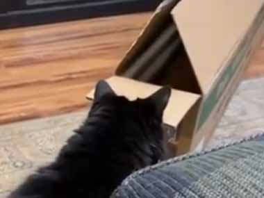 うちの黒ネコが箱を覗き込んでいた。てじな～にゃ♪ → こうなる…