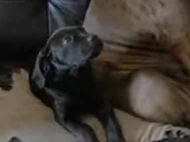 子犬がゴミを散らかした。怒ったお母さんが叩くフリをする → 隣りにいた先輩犬はこうします…