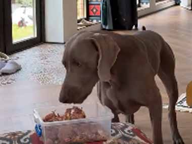 犬がゴハンを食べ始める。すると強盗が現れて飼い主を襲った。犬はどうするの？ → こうします…