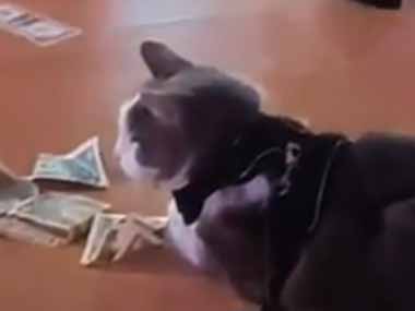 猫がクラブにやってきた。ポールダンサーが踊っている → でも１番チップをもらっているのは…