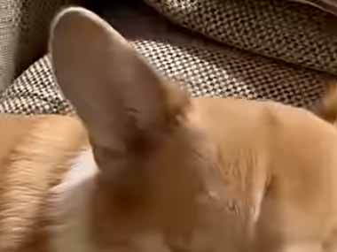 イヌが何かを訴えていた。隣で人間の赤ちゃんがずっと泣いている → 犬の顔はこうなった…