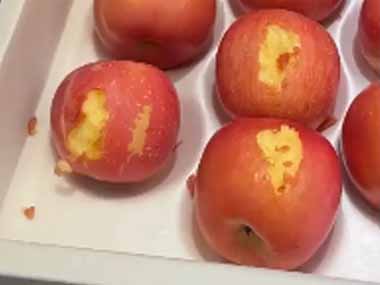 【イヌ】 置いていたリンゴがすべてかじられていた。ネズミの仕業かな？ → こいつでした…