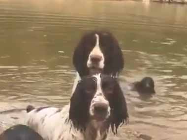 イヌが私のサンダルを持ってきた。履くんじゃなくて、投げるんだ！ → 催促犬はこちらです…