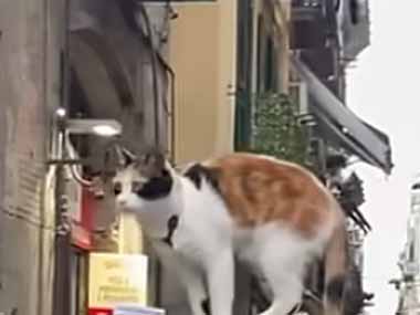 ネコ好きじゃなくても思わず見てしまう。ここは観光客で賑わうナポリの街中 → 猫はこんな所にいます…