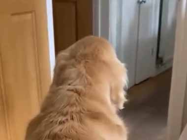 イヌが背中を向けていたので撫でてみた。やめてみる → 犬は無言でこうします…