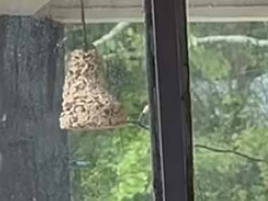 【モフモフ】 軒下に鳥の餌をぶら下げていた。見よ、この足の筋力を！ → リス、こんな格好で盗み食いです…