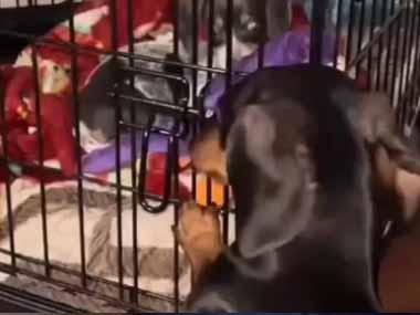 １匹の子犬がケージの中にいた。そこから出してあげようとロックを外す先輩犬。やさしいね → 違いました…