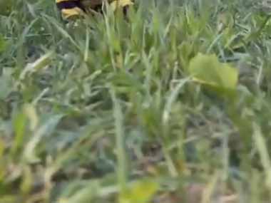 芝生の上にたくさんのハチがいた。しかも大きいぞ！ → でも怖くありません…