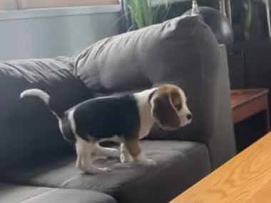 子犬がソファの上にいた。目の前のテーブルに飛び移る！ → こうなっちゃう…