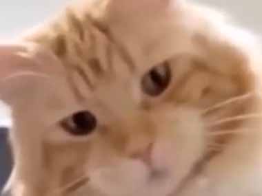 子ネコや猫はどんな反応をするの。飼い主が目の前でマジックをしてみた → 毛玉たちはこうなります…