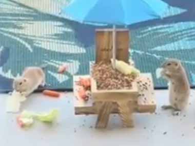 ネコ飼いが庭先にリスのエサ場を作った。特等席で観戦中♪ → ４匹の猫はずっとこんな様子です…