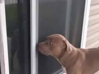 イヌが窓の外にいた。そこに警戒しながら同居犬が近づいてくる。いったい何が始まるんです？ → こうなる…