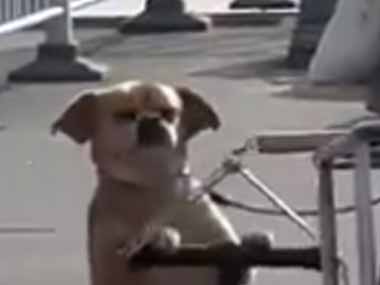 イヌの隣で飼い主がリアカーをこぎ出す。準備ＯＫだワン！ → 犬はこうします…