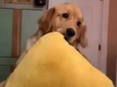 うち犬がベッドの上にいた。お気に入りの枕を抱えてご満悦だ → ファッ！？…