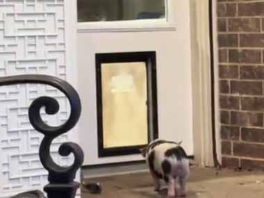 犬がペットドアを通って家の中に入る。でも後を付いてきた子ブタは使い方が分からない → 犬は優しく教えます…
