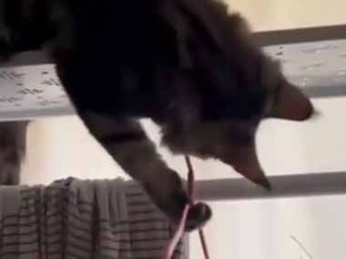 ネコは邪魔しかしない。そんなことはない！ → 役立つ猫たちを集めてみた…