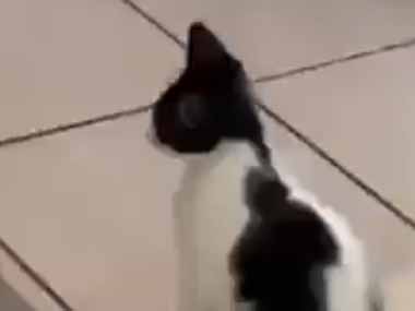 子ネコが隙を見て「猫パンチ」をしようとする。でも猫に気づかれた → すると子猫はこうします…