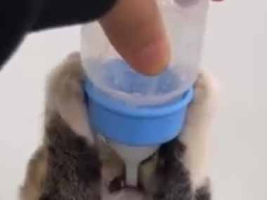 子ネコに哺乳瓶でミルクをあげていた。最後の一滴まで飲むのら！ → ど根性子猫はこちらです…