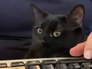 ネコ飼いがパソコン作業をしていた。完全に邪魔はしない！ → 猫の嫌がらせ行為はこちらです…