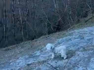 イヌと山の斜面を散歩していた。わだちには氷が張っていた → 犬はこうなった…
