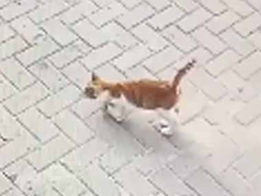 その猫はプロだった。まずは店主に気に入られる。ちょろいニャ♪ → それから犯行に及びます…