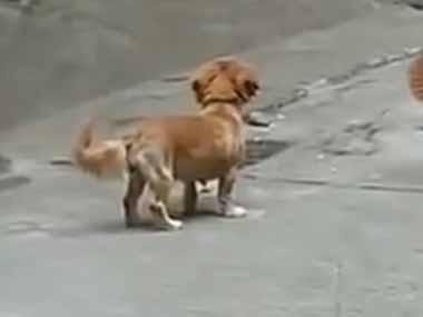 あのイヌは何をしているのかな？ のこった、のこった！ → ２匹の犬はこんな様子です…