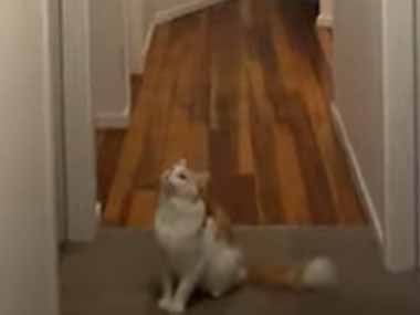 【ネコ】 オモチャに興味を示さない猫は結構いる。ミ～ン♪ → 家の中にセミが入ってきたらこうなります…