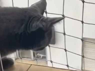 うちのネコが窓の下を覗き込んでいた。どうしたの？ → 深淵をのぞく時、深淵もまた…