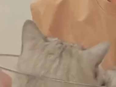 ネコはやっぱり液体だ → その証拠はこちらです…