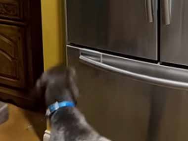 イヌが冷蔵庫の前にやってきた。暑い日はこれを食べるんだワン！ → 犬は自分でこうします…