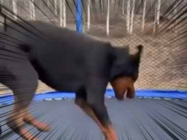 イヌと女の子がトランポリンで遊んでいた ヒャッハ 犬は楽しくてこうなちゃう 猫の動画 ねこわん イヌと女の子がトランポリンで遊んでいた ヒャッハ 犬は楽しくてこうなちゃう 猫の動画 ねこわん