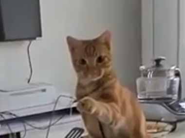 退屈そうなネコは何をするのかな？ ほれほれ♪ → 進化した猫はこうします…