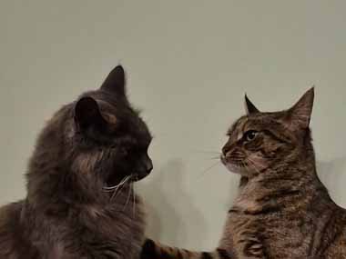 ２匹の猫がケンカしそうだ。右の猫がベシベシっ！ → 左の猫は大人でした…