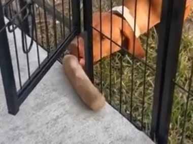 イヌはそれが欲しかった。柵の向こうに棒が転がっている → 犬、がんばります…