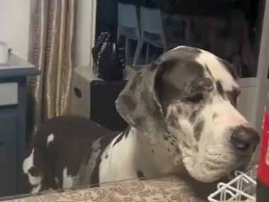 うちの犬がテーブルの上にあるオヤツを眺めていた。美味しそうだなぁ → 犬はなんだかリズミカルです…