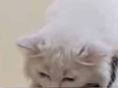 ネコ飼いが扇風機をつけていた。ここが１番涼しい♪ → 猫はずっとこんなんです…