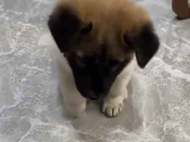 子イヌの目の前にボウルが置いてあった。もうすぐゴハンだぁ～♪ → 子犬、踊ります…