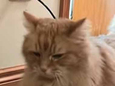 うちのネコが最近ハマっているモノ。この揺れは悪くない → 振動マシンでこうなります…