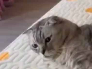 ネコを舐めていけない・・・