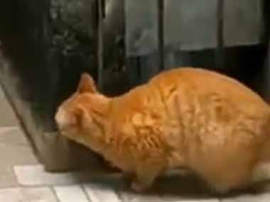 ネコが威嚇しながらジャンプした。気の力に圧倒される！ → もう１匹はこうなります…